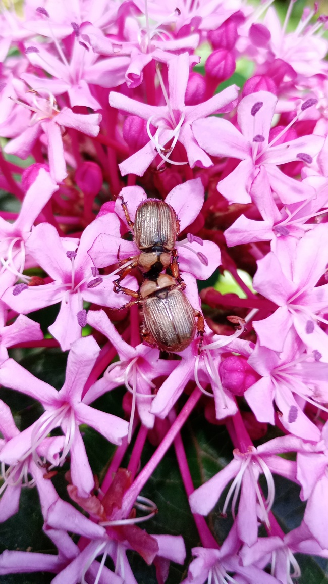 foto:Leonardo Alvarez Morales   - lo hecho en México