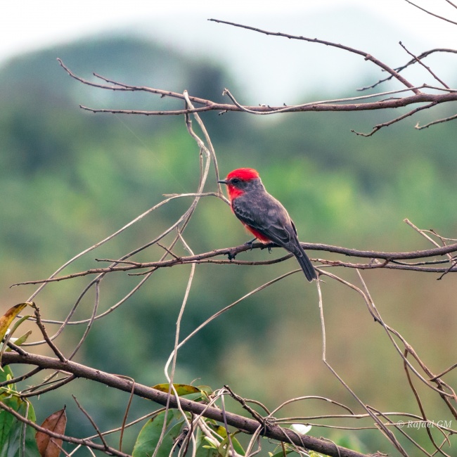 foto:Rafael Guillen Muñoz   - lo hecho en México