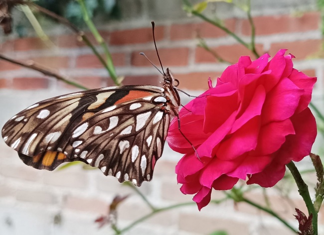 foto:Fernando Pérez Rojas  - lo hecho en México
