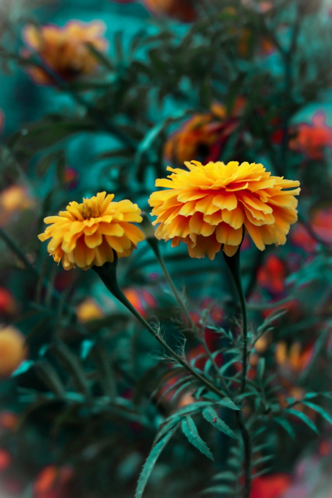 foto:Gabriel Horacio Ramírez Roa   - lo hecho en México