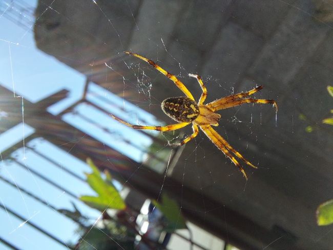 foto:Bryam Alberto Vences Orona  - lo hecho en México