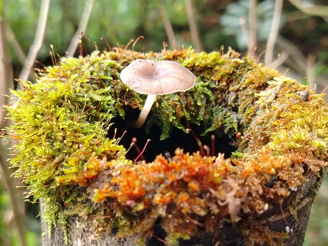 foto:MISAEL DOMÍNGUEZ GÁLVEZ  - lo hecho en México