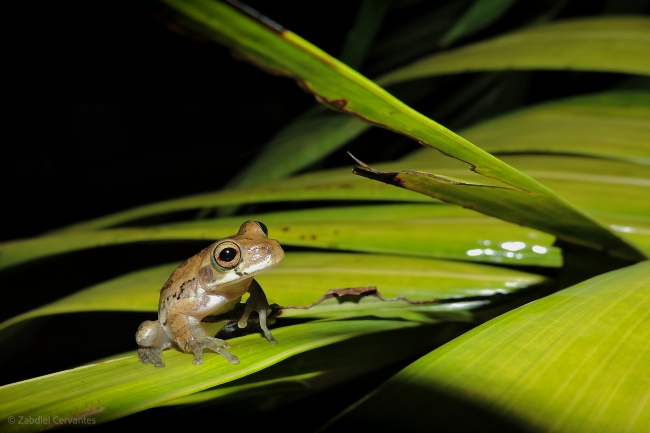 foto:Alexis Noe Zabdiel Cervantes Rodriguez   - lo hecho en México