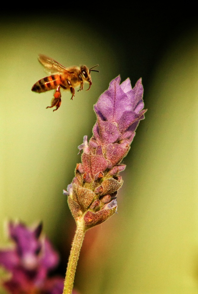 foto:Jorge Humberto García Lima   - lo hecho en México