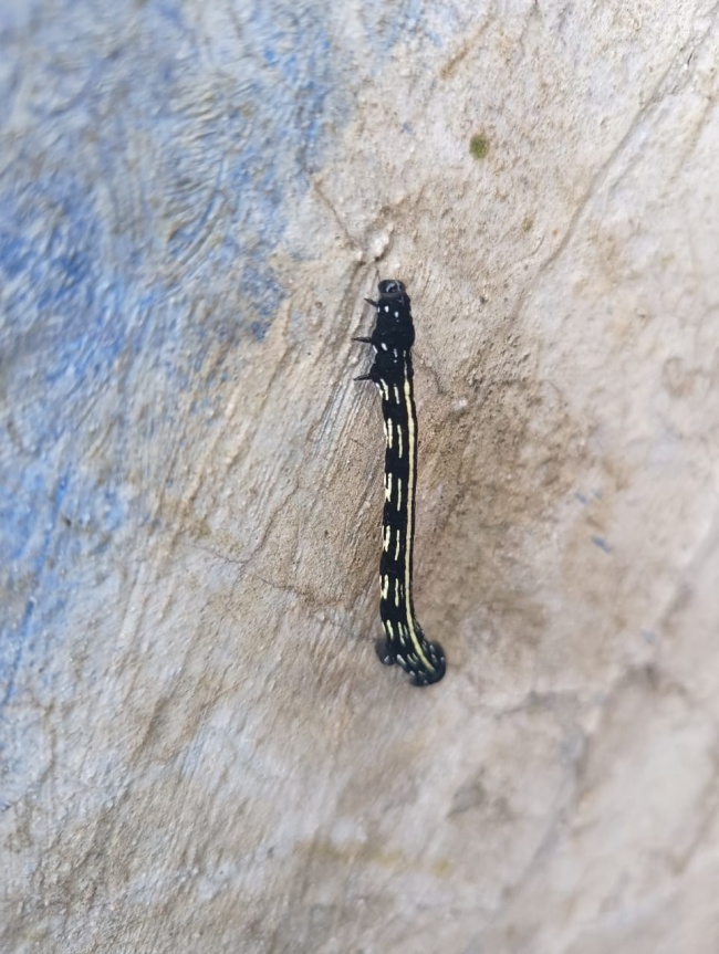 foto:JAIRO ALEJANDRO SANCHEZ VAZQUEZ  - lo hecho en México