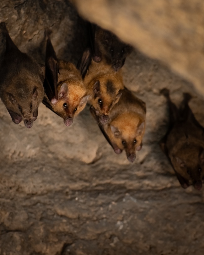 foto:Javier Tello Arellano  - lo hecho en México
