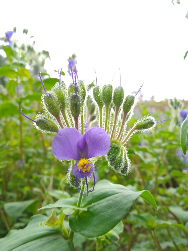 foto:Mardia Evelin Colorado Martinez  - lo hecho en México