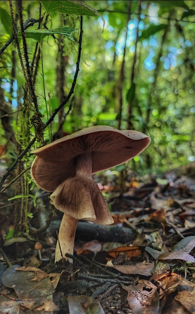 foto:Josselin Aguilar Barrera   - lo hecho en México