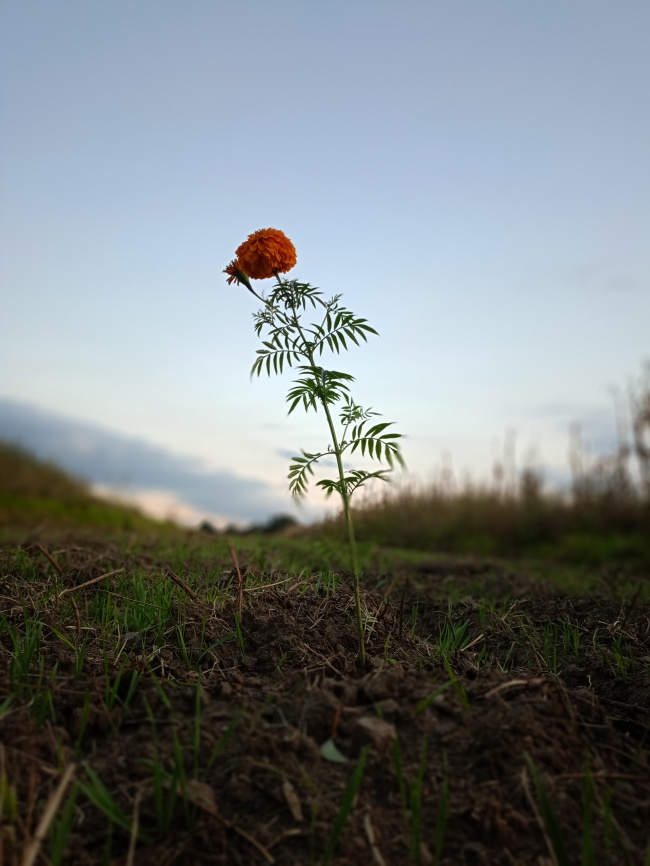 foto:Laelani Santiaguiz de la Cruz   - lo hecho en México