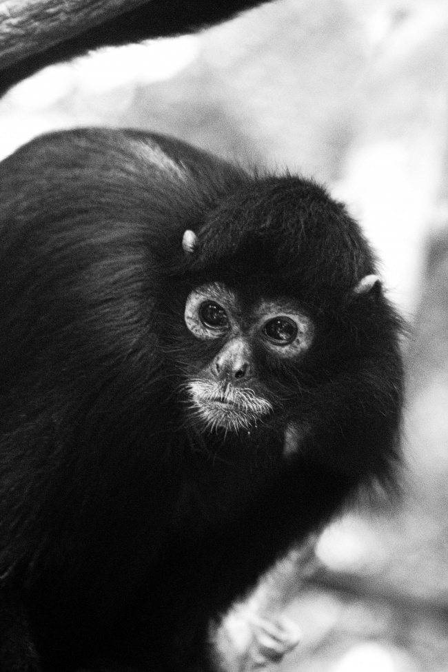 foto:Serguei Santamaria  - lo hecho en México