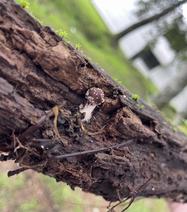 foto:Wendy Esmeralda Méndez Sánchez   - lo hecho en México