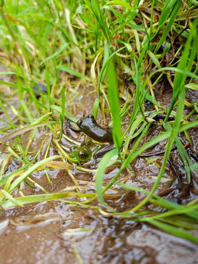 foto:Neltzin del Carmen Romero Fierro   - lo hecho en México