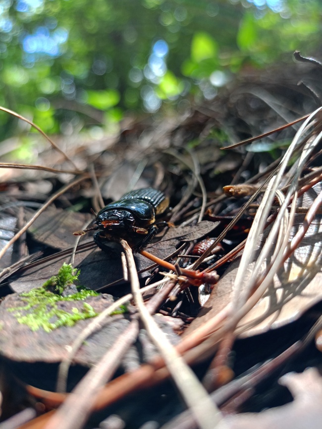 foto:José Miguel Madrid Orozco   - lo hecho en México