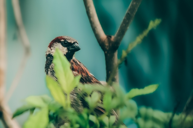 foto:Angel Antonio Trujillo Zatarain   - lo hecho en México