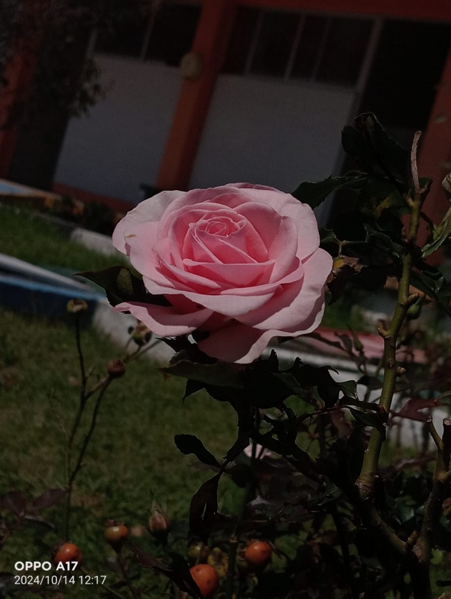 foto:Alondra Pamela Morales Castillo   - lo hecho en México