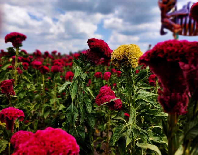 foto:Carlos Eduardo Tinajero Coleote  - lo hecho en México