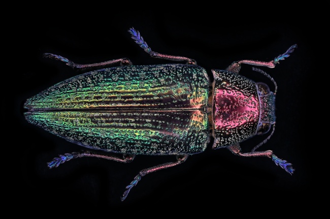 foto:Oscar Burgos Dueñas  - lo hecho en México