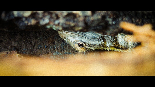 foto:Demetrio Carlos Ayala Baez  - lo hecho en México