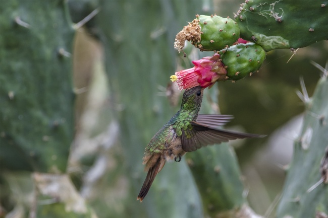 foto:MARTIN ENRIQUE SANCHEZ CASTELLANOS  - lo hecho en México