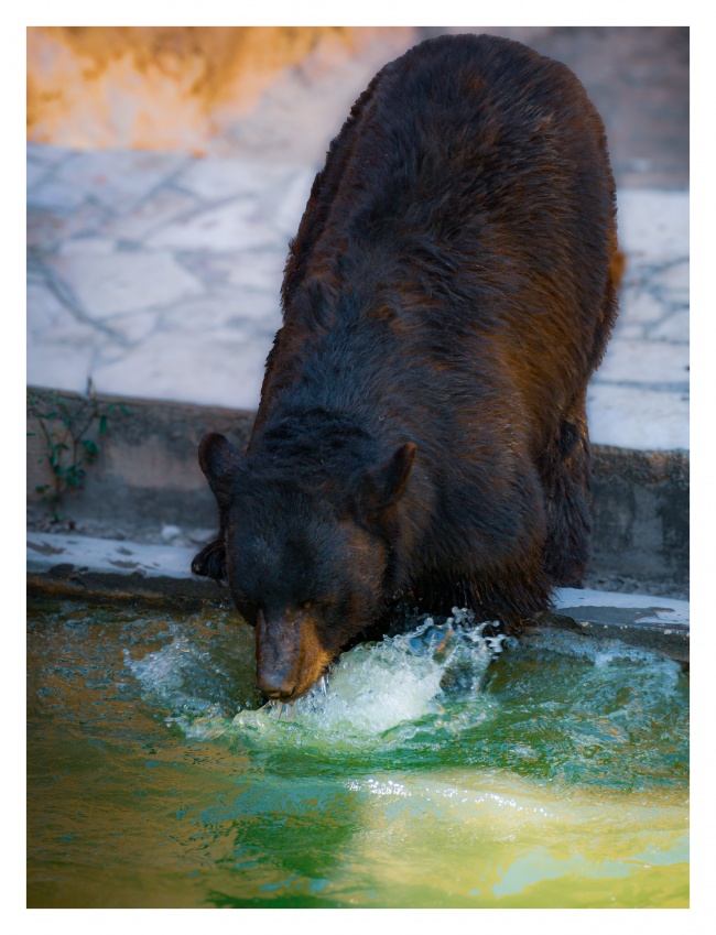foto:Gustavo Eduardo Espinosa Salazar   - lo hecho en México