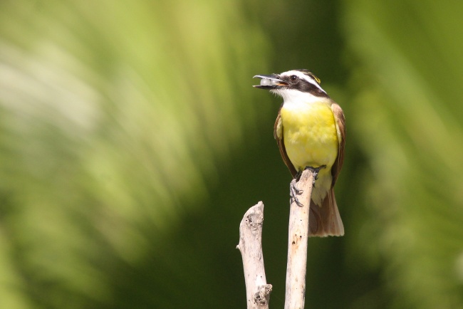 foto:juan manuel martinez peña  - lo hecho en México