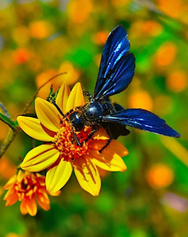 foto:Pablo Uriel Castro Muñoz   - lo hecho en México