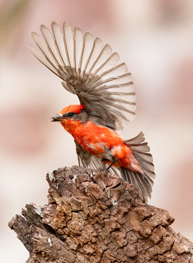 foto:GABO REED   - lo hecho en México