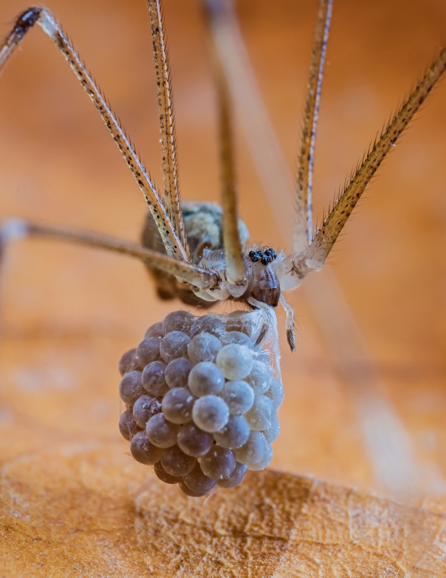 foto:Rodolfo Vega Littlewood  - lo hecho en México