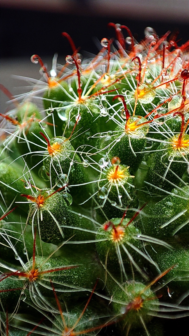 foto:Mariana Pérez Gallegos   - lo hecho en México