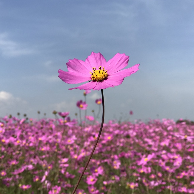 foto:Ana Paulina Morrill Corona  - lo hecho en México