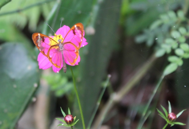 foto:Hilda NAyeli Cortez  - lo hecho en México