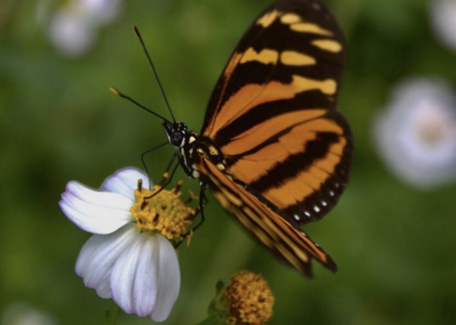 foto:Andrea Jamile Bravo Barrientos   - lo hecho en México