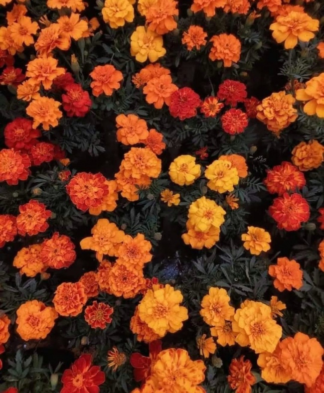 foto:Tere Ramírez M  - lo hecho en México