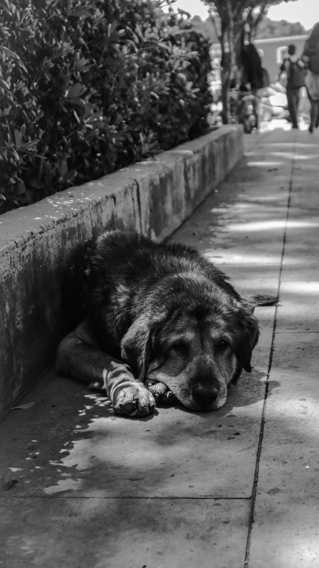 foto:Mariana Zoé Huerta Parra   - lo hecho en México