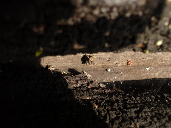 foto:Pérez Sánchez Juan Carlos   - lo hecho en México