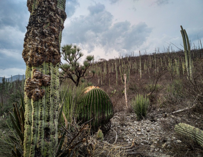 foto:Fabián Ernesto Luis González  - lo hecho en México