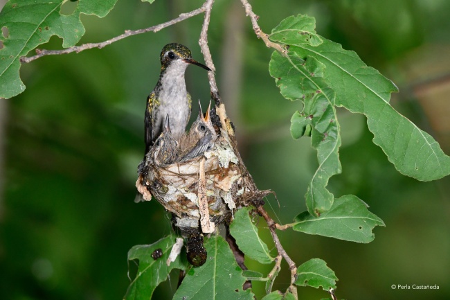 foto:Perla Esmeralda Castañeda Tera  - lo hecho en México