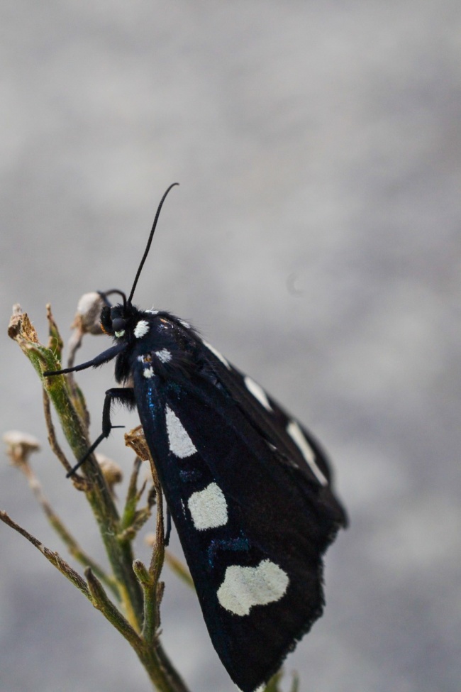 foto:Diana Ivonne Barajas Morales   - lo hecho en México