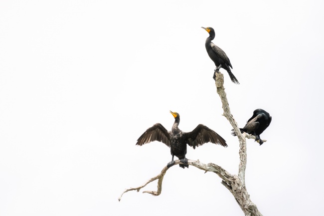 foto:Maurizio Gonzalez  - lo hecho en México