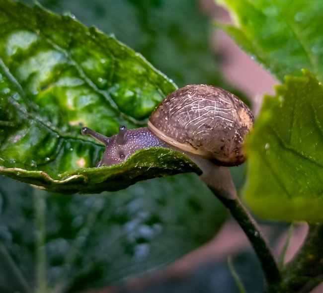 foto:Juan Carlos Cabrera Medina  - lo hecho en México