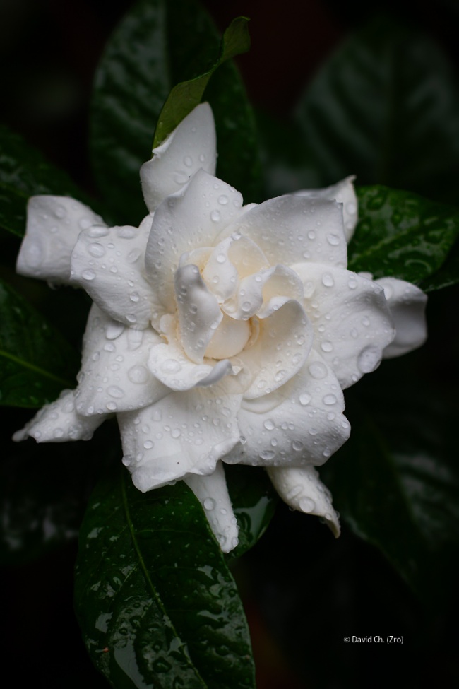 foto:David Emmanuel Chávez Lugo  - lo hecho en México