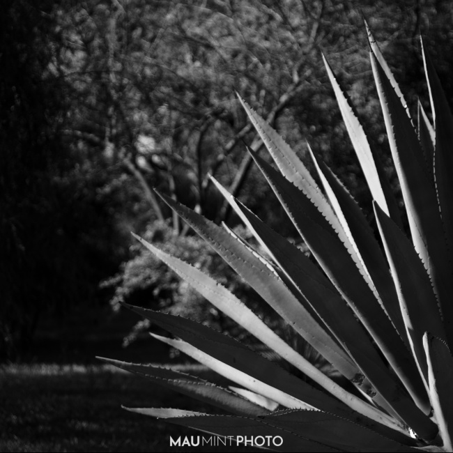 foto:Mauricio Enrique Ferrusca Ceja  - lo hecho en México