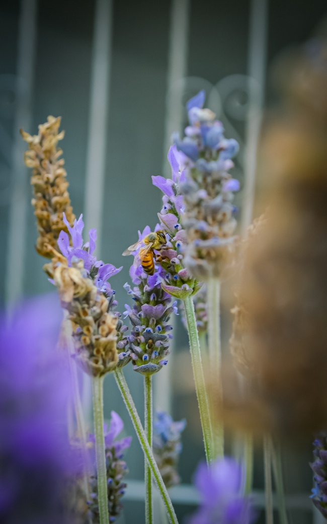 foto:Loida Monserrat Lugardo Canales   - lo hecho en México