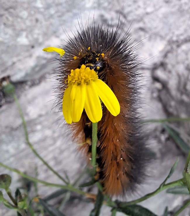 foto:Paola Gallegos Ramos  - lo hecho en México