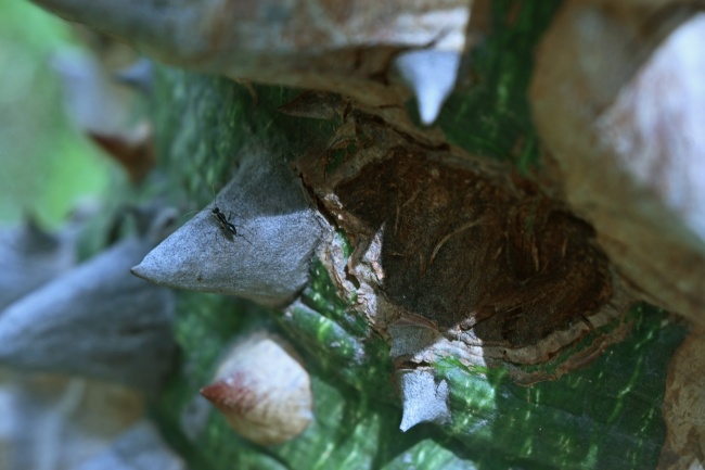 foto:LETICIA VERONICA FLORES CALZADA  - lo hecho en México