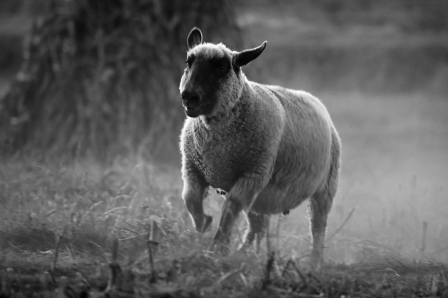 foto:Luis Angel Salinas Ramirez  - lo hecho en México