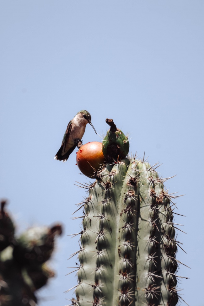 foto:Victor Alfonso Camacho Villa  - lo hecho en México