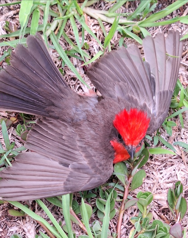 foto:ROSA ELENA LEON RUISECO  - lo hecho en México