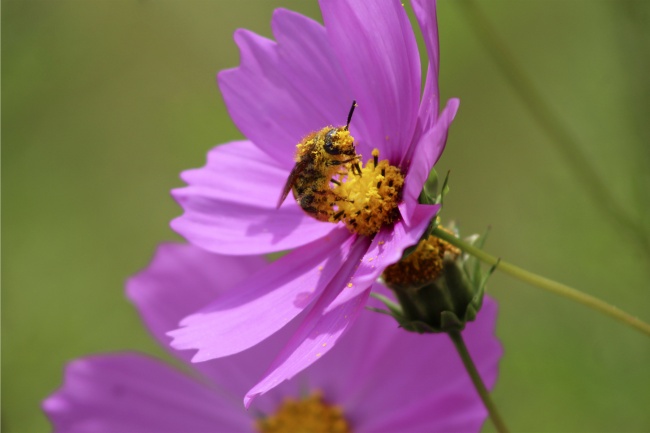 foto:María Deysi Moreno Lobato  - lo hecho en México