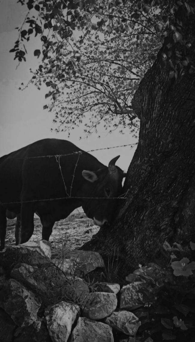 foto:Luis Enrique florentino montejo   - lo hecho en México